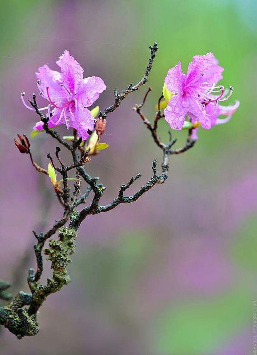 Microcosm of Baikal Microcosm of Baikal