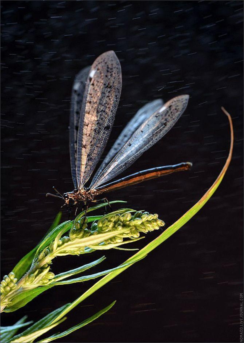 Microcosm of Baikal Microcosm of Baikal
