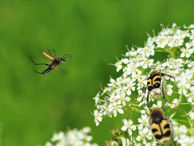 Microcosm of Baikal Microcosm of Baikal