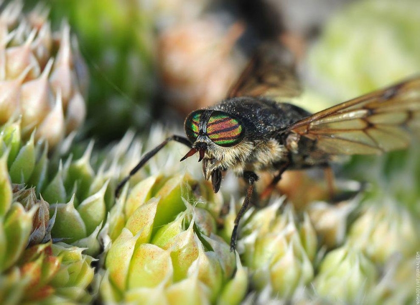 Microcosm of Baikal Microcosm of Baikal