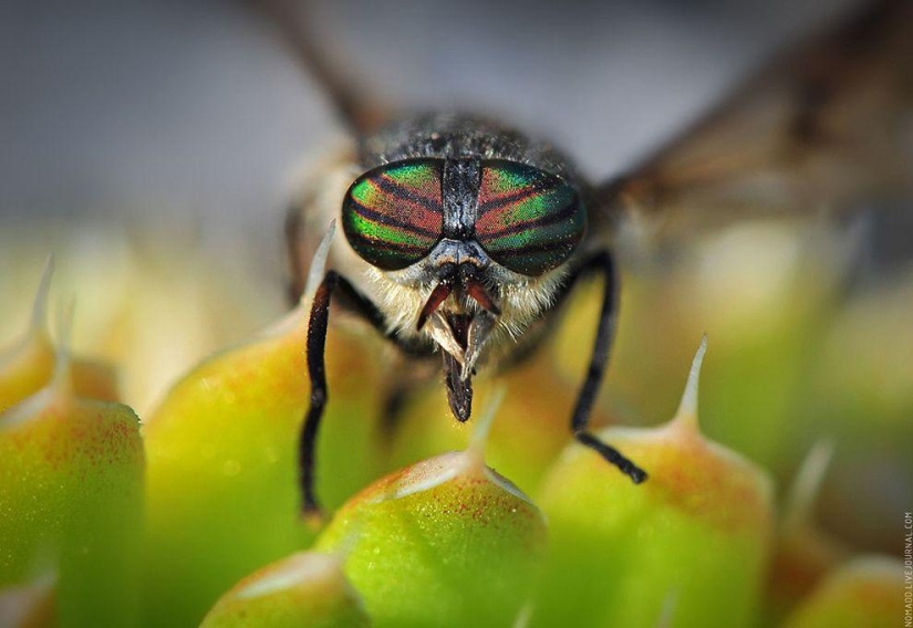 Microcosm of Baikal Microcosm of Baikal