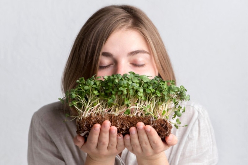 Microgreens - how to grow crops, benefits and harms
