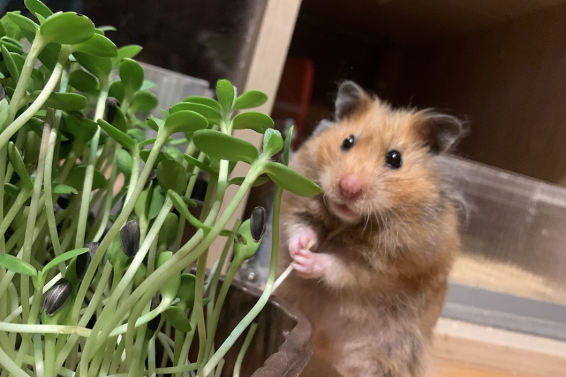 Microgreens - how to grow crops, benefits and harms