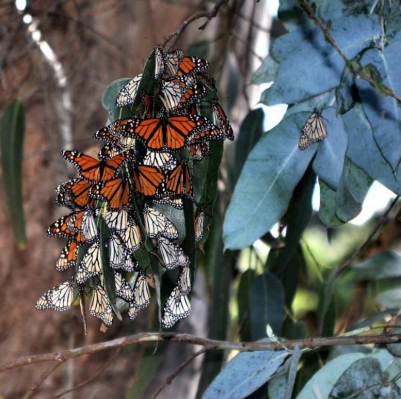 Migración de mariposas monarca