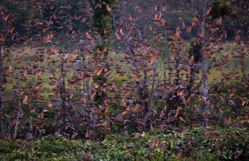 Migración de murciélagos