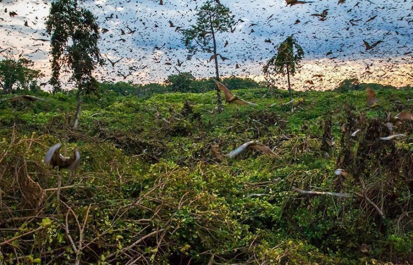 Migración de murciélagos