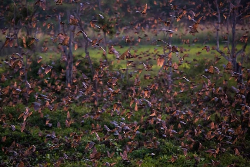 Migración de murciélagos