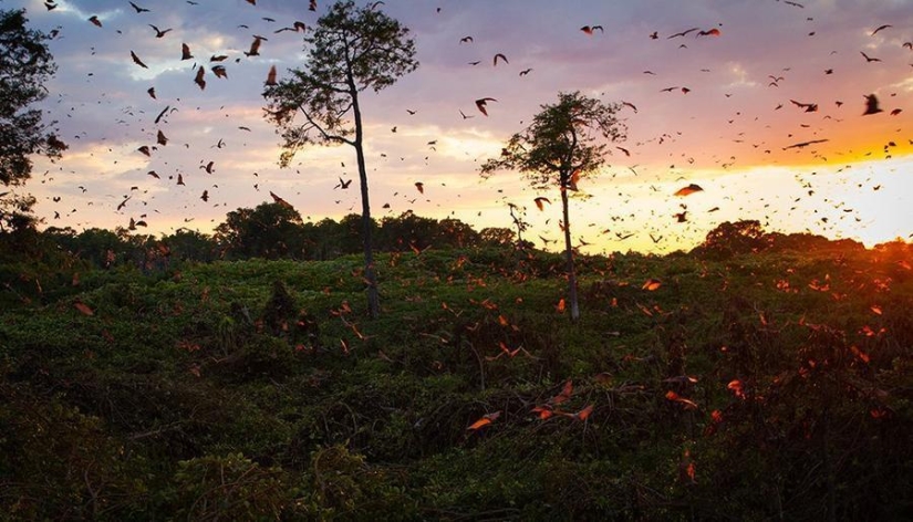Migración de murciélagos