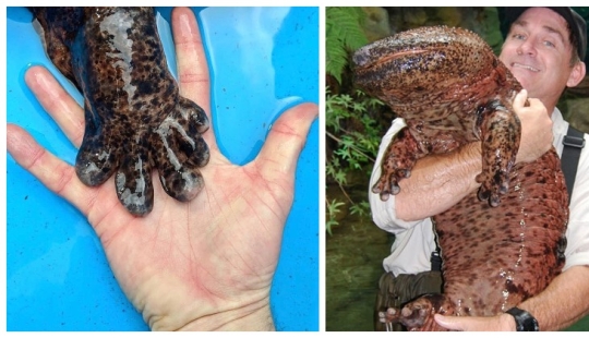 Milagro de Asia: 7 datos interesantes sobre la salamandra gigante japonesa