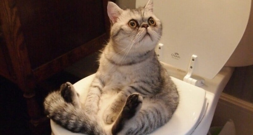 Milk with herring: do gourmets risk combining these products? Milk with herring: do gourmets risk combining these products?