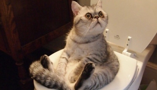 Milk with herring: do gourmets risk combining these products? Milk with herring: do gourmets risk combining these products?