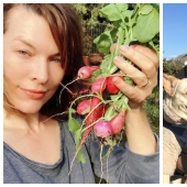 Milla Jovovich with radish and Hugh Jackman dogs: 20 unusual images of stars