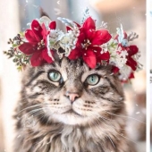 Milota squared: 25 Pets in floral wreath from a talented designer