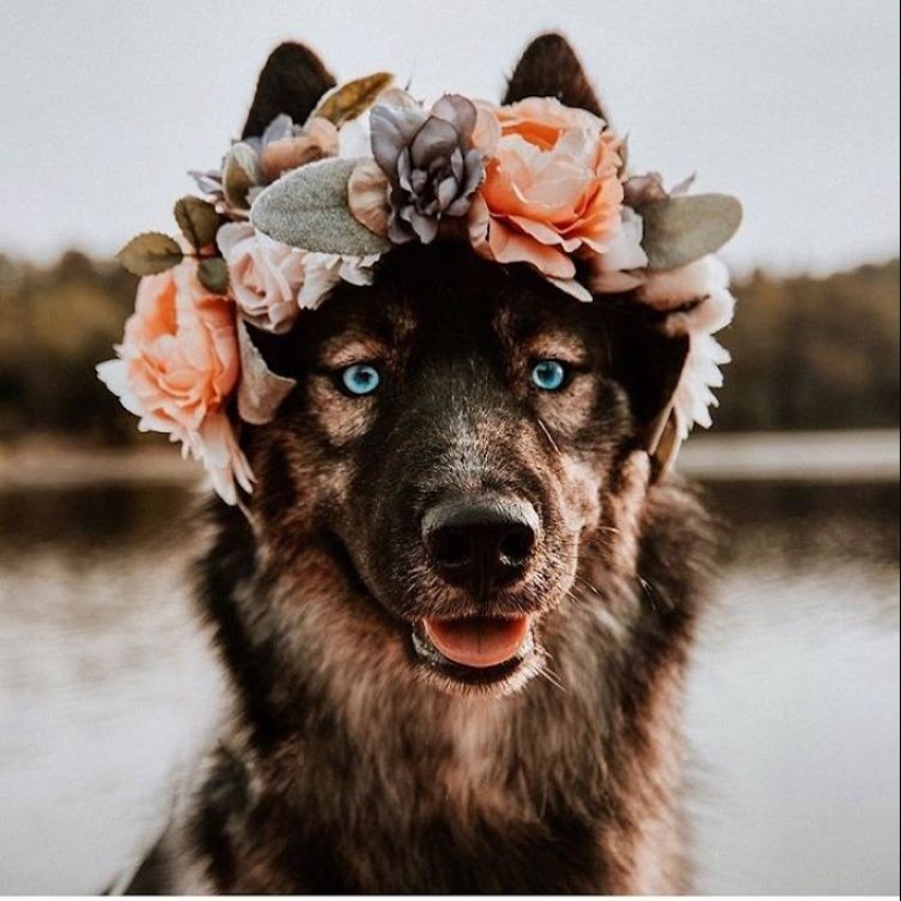 Milota squared: 25 Pets in floral wreath from a talented designer
