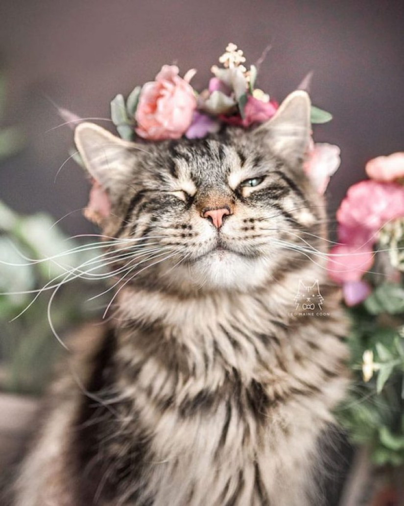 Milota squared: 25 Pets in floral wreath from a talented designer