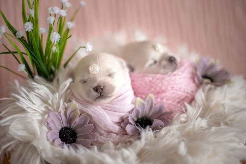 Miminost rolls: a wonderful photo shoot of newborn puppies