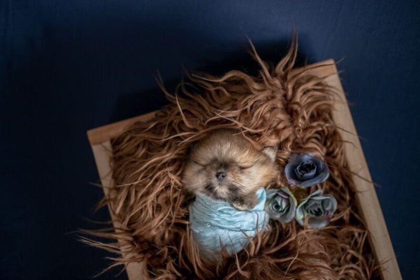 Miminost rolls: a wonderful photo shoot of newborn puppies