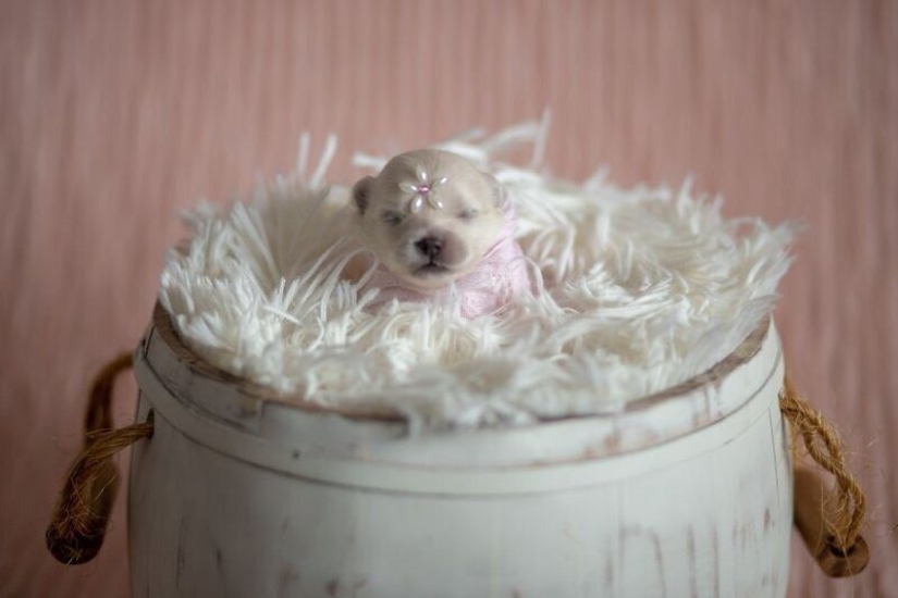 Miminost rolls: a wonderful photo shoot of newborn puppies