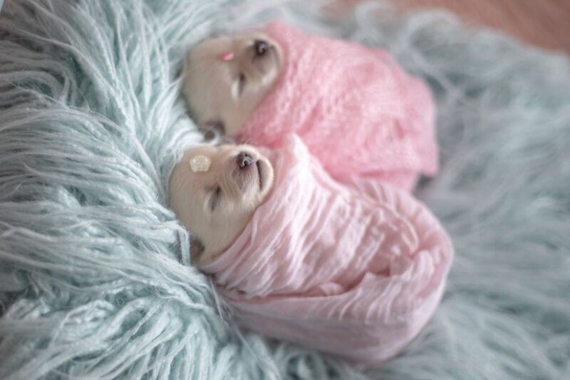Miminost rolls: a wonderful photo shoot of newborn puppies