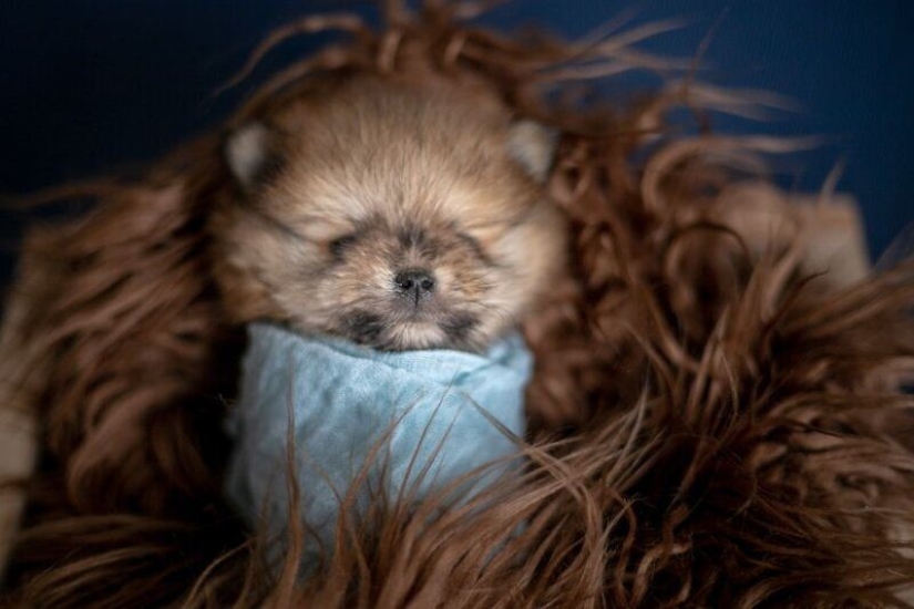 Miminost rolls: a wonderful photo shoot of newborn puppies