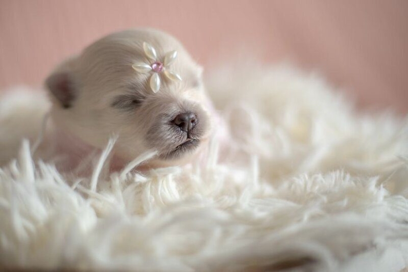 Miminost rolls: a wonderful photo shoot of newborn puppies