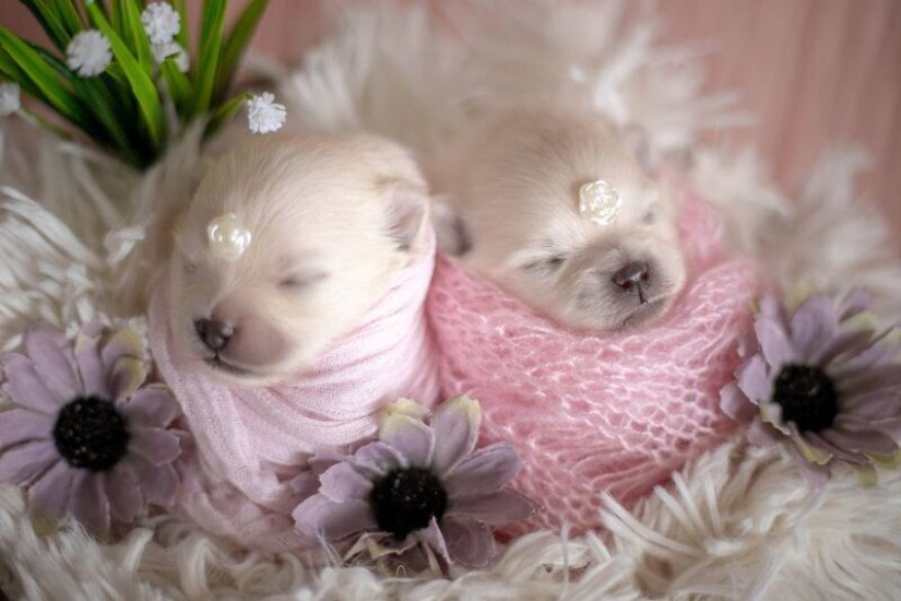 Miminost rolls: a wonderful photo shoot of newborn puppies