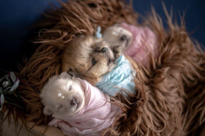 Miminost rolls: a wonderful photo shoot of newborn puppies