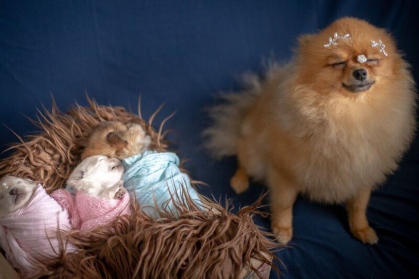 Miminost rolls: a wonderful photo shoot of newborn puppies