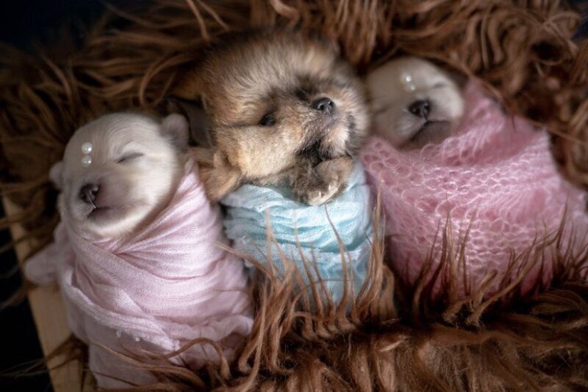Miminost rolls: a wonderful photo shoot of newborn puppies