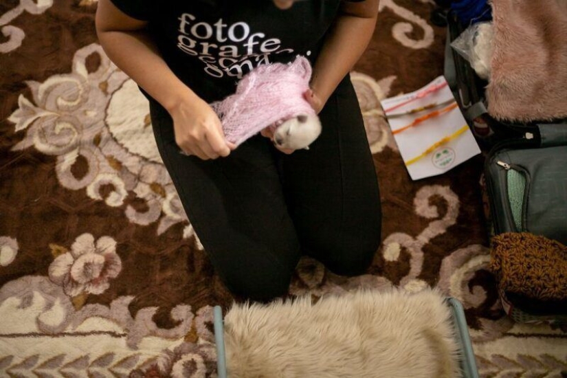 Miminost rolls: a wonderful photo shoot of newborn puppies