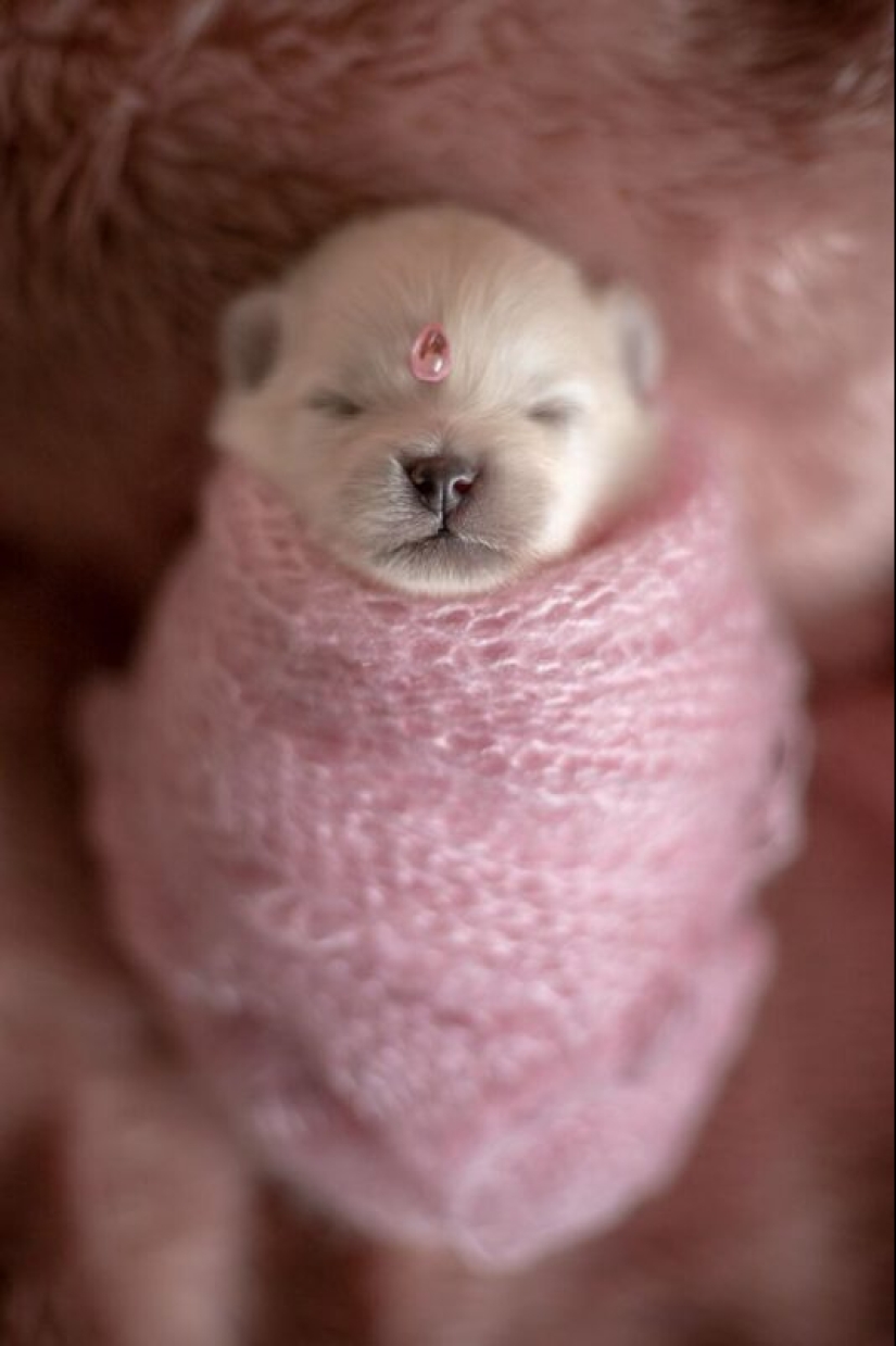 Miminost rolls: a wonderful photo shoot of newborn puppies