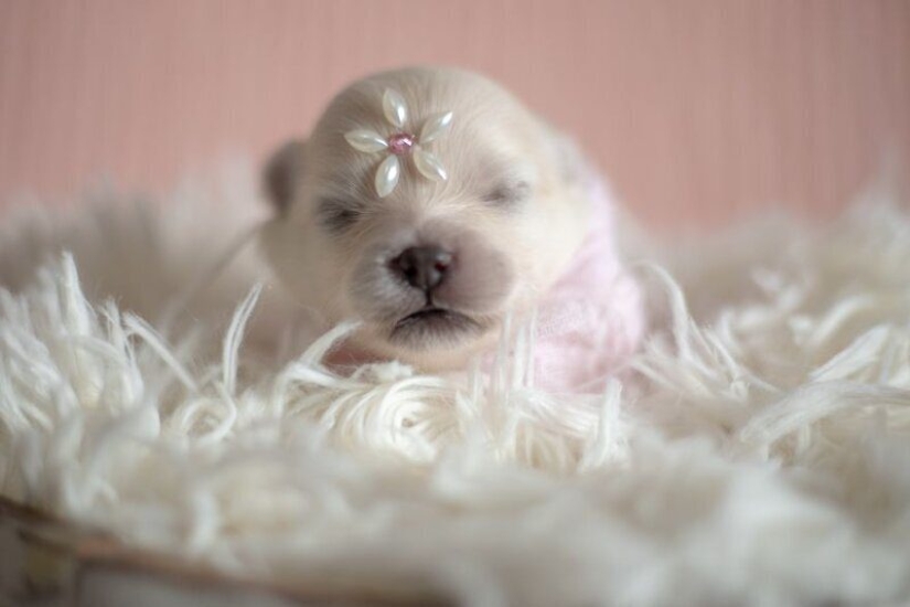 Miminost rolls: a wonderful photo shoot of newborn puppies