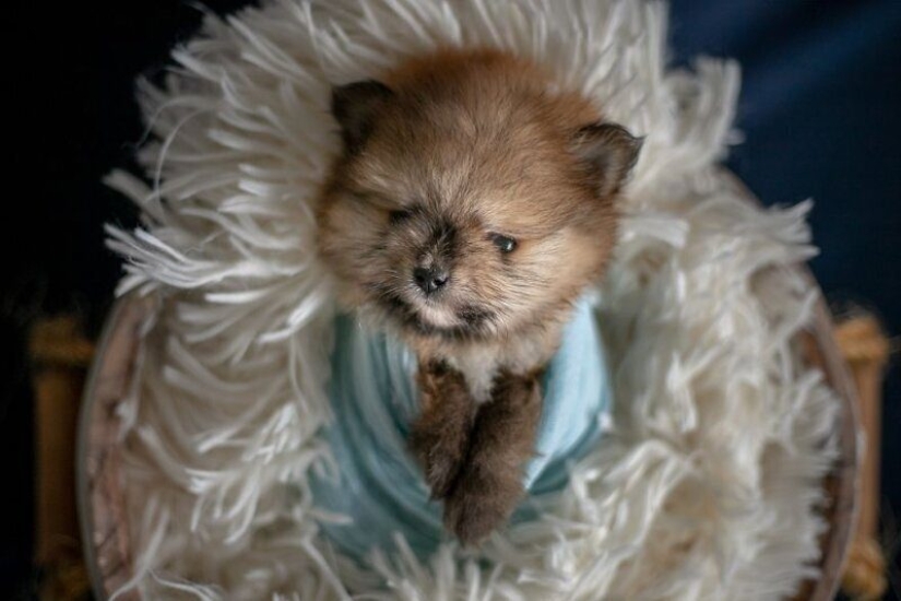 Miminost rolls: a wonderful photo shoot of newborn puppies