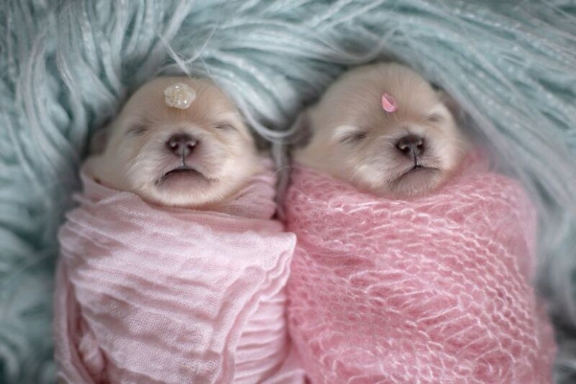 Miminost rolls: a wonderful photo shoot of newborn puppies