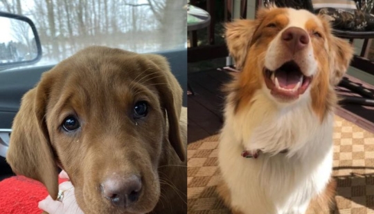 Minimisethe rolls! 25 funny animals that will conquer your heart Minimisethe rolls! 25 funny animals that will conquer your heart