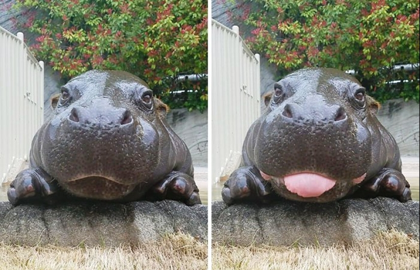 Mission Possible - hippos who will stop the internet dictatorship of cats Mission Possible - hippos who will stop the internet dictatorship of cats