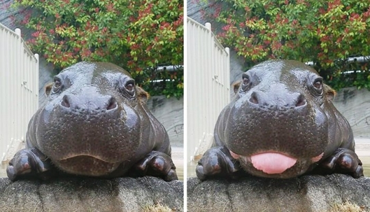 Mission Possible - hippos who will stop the internet dictatorship of cats Mission Possible - hippos who will stop the internet dictatorship of cats