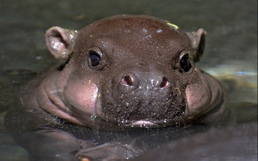 Mission Possible - hippos who will stop the internet dictatorship of cats
