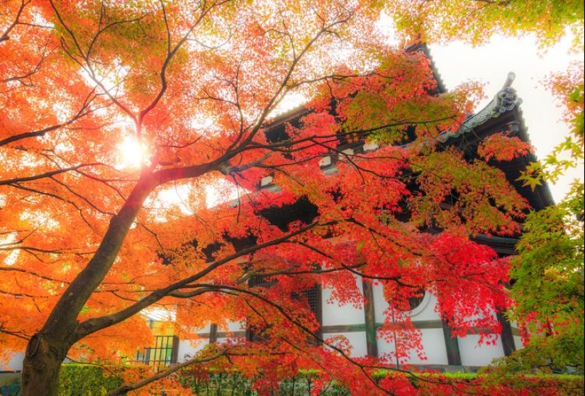 Momijigari: How the Japanese Turned Autumn Maple Admiration into an Art Momijigari: How the Japanese Turned Autumn Maple Admiration into an Art