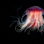 Monstruos del mar profundo en la foto de Alexander Semyonov