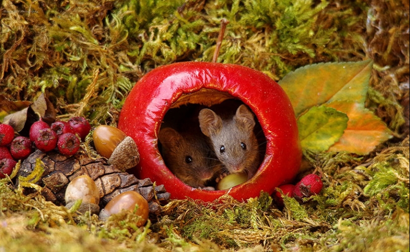 Mouse village British photographer Simon Dell