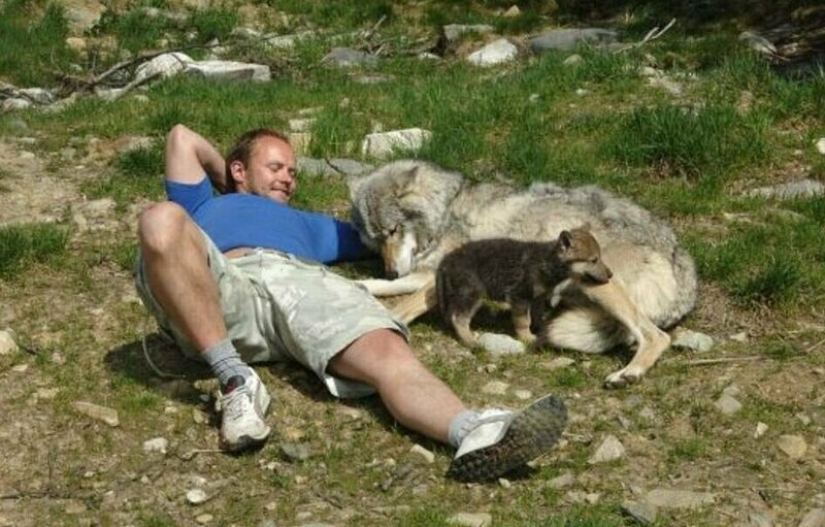 Mowgli por el contrario: el noruego hizo subir a los cuatro lobos y se convirtió en el "líder de la manada" Mowgli por el contrario: el noruego hizo subir a los cuatro lobos y se convirtió en el "líder de la manada"