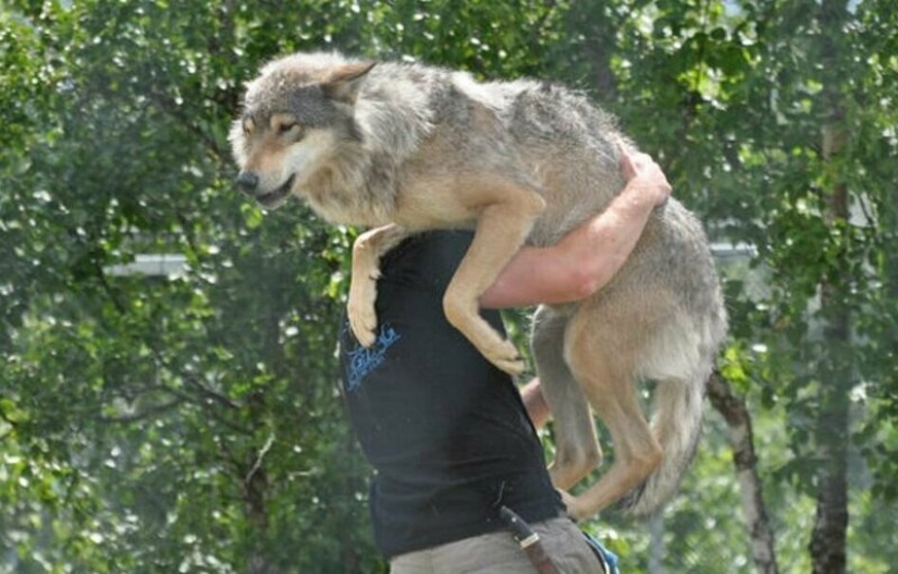 Mowgli por el contrario: el noruego hizo subir a los cuatro lobos y se convirtió en el "líder de la manada" Mowgli por el contrario: el noruego hizo subir a los cuatro lobos y se convirtió en el "líder de la manada"