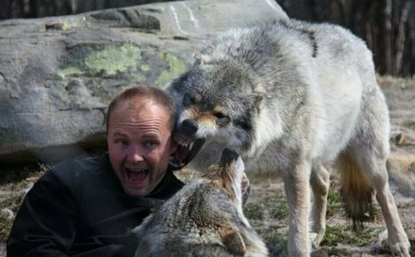 Mowgli por el contrario: el noruego hizo subir a los cuatro lobos y se convirtió en el "líder de la manada" Mowgli por el contrario: el noruego hizo subir a los cuatro lobos y se convirtió en el "líder de la manada"