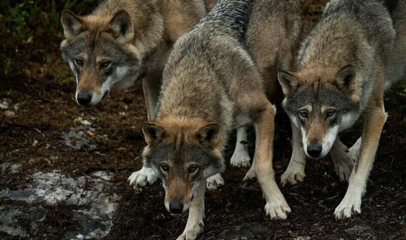 Mowgli por el contrario: el noruego hizo subir a los cuatro lobos y se convirtió en el "líder de la manada" Mowgli por el contrario: el noruego hizo subir a los cuatro lobos y se convirtió en el "líder de la manada"