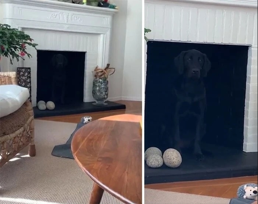 más de 20 perros extraños que te cargarán de emociones positivas durante mucho tiempo más de 20 perros extraños que te cargarán de emociones positivas durante mucho tiempo