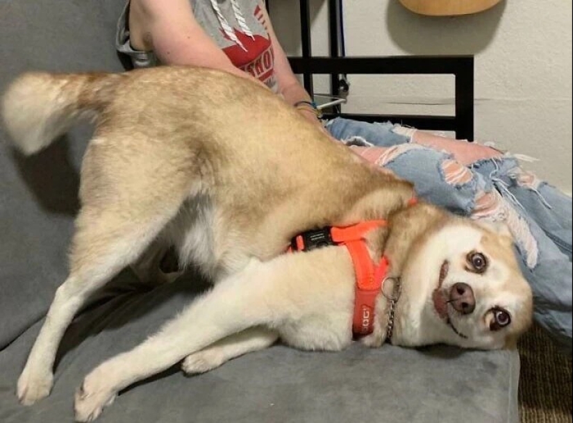 más de 20 perros extraños que te cargarán de emociones positivas durante mucho tiempo más de 20 perros extraños que te cargarán de emociones positivas durante mucho tiempo