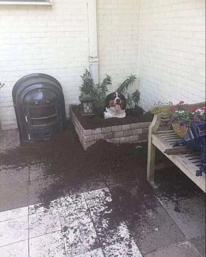 más de 20 perros extraños que te cargarán de emociones positivas durante mucho tiempo más de 20 perros extraños que te cargarán de emociones positivas durante mucho tiempo