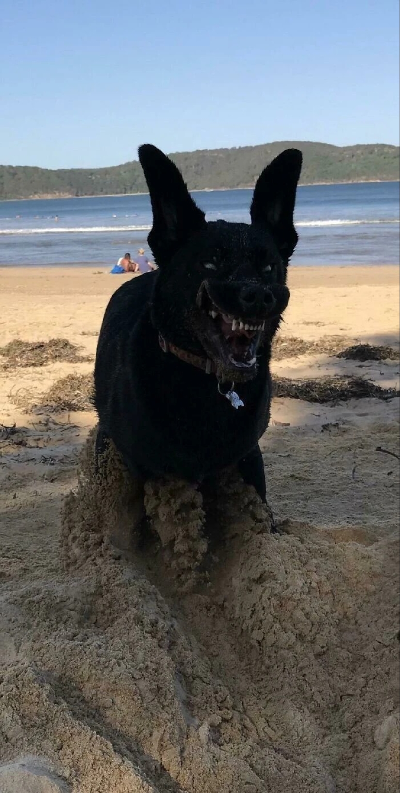 más de 20 perros extraños que te cargarán de emociones positivas durante mucho tiempo más de 20 perros extraños que te cargarán de emociones positivas durante mucho tiempo