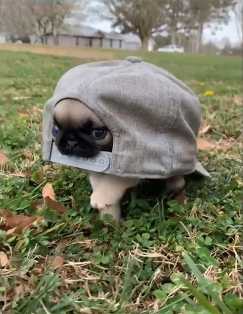 más de 20 perros extraños que te cargarán de emociones positivas durante mucho tiempo más de 20 perros extraños que te cargarán de emociones positivas durante mucho tiempo